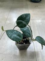 Hoya Caudata Sumatra, Huis en Inrichting, Kamerplanten, Ophalen of Verzenden
