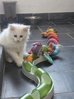 Mainecoon kater met blauwe ogen, Dieren en Toebehoren, Katten en Kittens | Raskatten | Langhaar, Kater, Gechipt, 0 tot 2 jaar