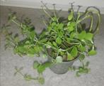 Set van 2 planten (kalanchoë en peperomia), Huis en Inrichting, Kamerplanten, Volle zon, Ophalen, Vetplant
