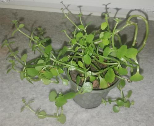 Set van 2 planten (kalanchoë en peperomia), Huis en Inrichting, Kamerplanten, Vetplant, Volle zon, Ophalen