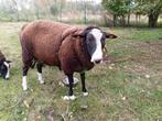 zwartbles schaap bok, Mannelijk, Schaap, 0 tot 2 jaar