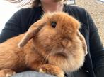 minilop voedster 1 jaar, Dieren en Toebehoren, Konijnen