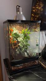 Jonge wimpergecko te koop met alle toebehoren!, Dieren en Toebehoren, Ophalen, Zo goed als nieuw, Terrarium of Paludarium