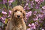 Labradoodle pup laatste uit nestje zoekt lieve thuis, Dieren en Toebehoren, Honden | Niet-rashonden, CDV (hondenziekte), Middel