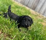 Super lieve cockapoo pup( dwergpoedel x cocker), Dieren en Toebehoren, Poedel, België, CDV (hondenziekte), 8 tot 15 weken
