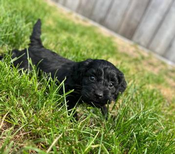 Super lieve cockapoo pup( dwergpoedel x cocker) beschikbaar voor biedingen