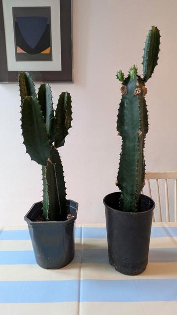 2 vetplanten 50 à 60 cm beschikbaar voor biedingen