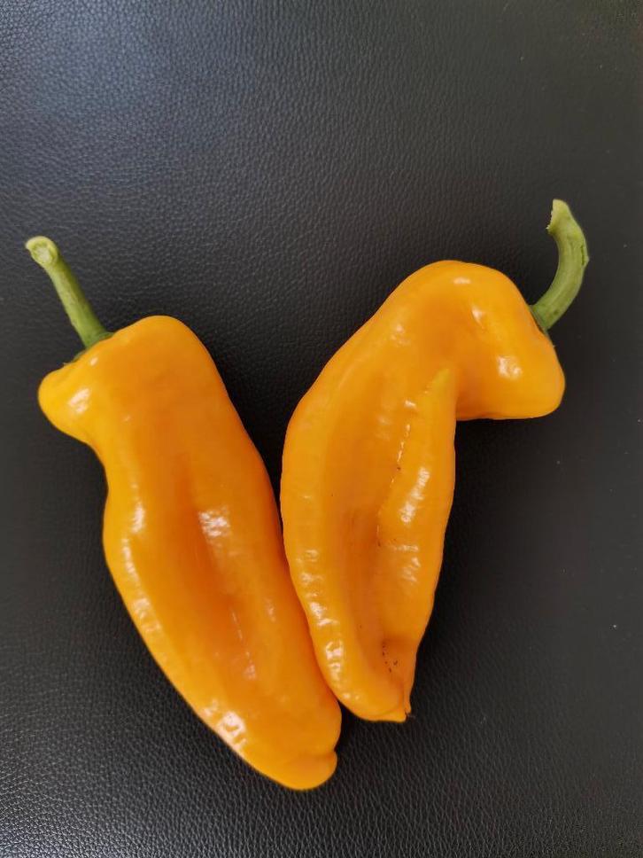 5 paprika zaden van gele puntpaprika, Tuin en Terras, Bloembollen en Zaden, Zaad, Voorjaar, Volle zon, Verzenden