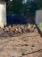 Indische loopeenden, Meerdere dieren, Eend
