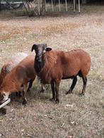 Kameroen rammen, Dieren en Toebehoren, Paarden