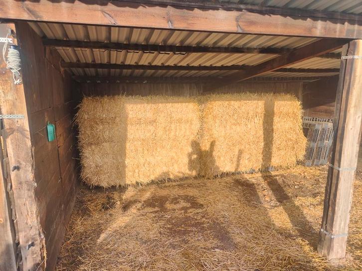 Grote balen tarwe stro (2025), Dieren en Toebehoren, Dierenvoeding, Ophalen