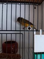 Hybride vogel, Dieren en Toebehoren, Mannelijk, Tropenvogel, Geringd