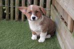 Prachtige welsh corgi cardigan pups, Dieren en Toebehoren, België, Overige rassen, CDV (hondenziekte), 8 tot 15 weken