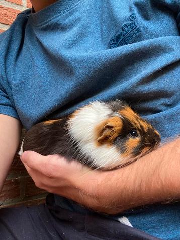 Cavia mannen beschikbaar voor biedingen