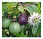 Passiflora edulis (eetbaar), Tuin en Terras, Ophalen of Verzenden, Rhododendron
