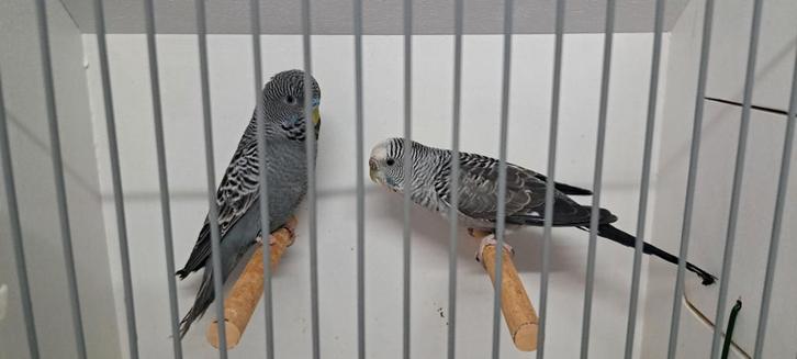 Grasparkieten, blackface, blackwing, Animaux & Accessoires, Oiseaux | Perruches & Perroquets