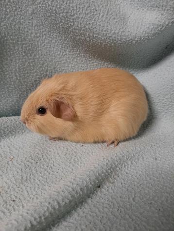 Jong crème cavia zeugje beschikbaar voor biedingen