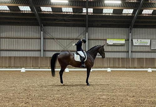 Ervaren bruine ruin – 12 jaar, Dieren en Toebehoren, Paarden, Ruin, Z, 170 tot 175 cm, 11 jaar of ouder, Dressuurpaard, Met stamboom