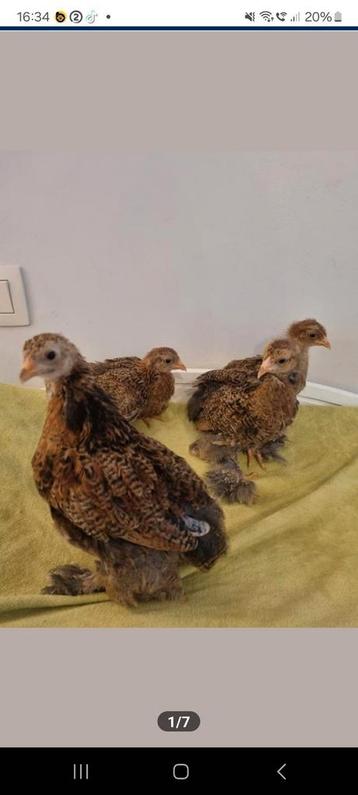 Trio brahma kriel meerzomig goudpatrijs beschikbaar voor biedingen