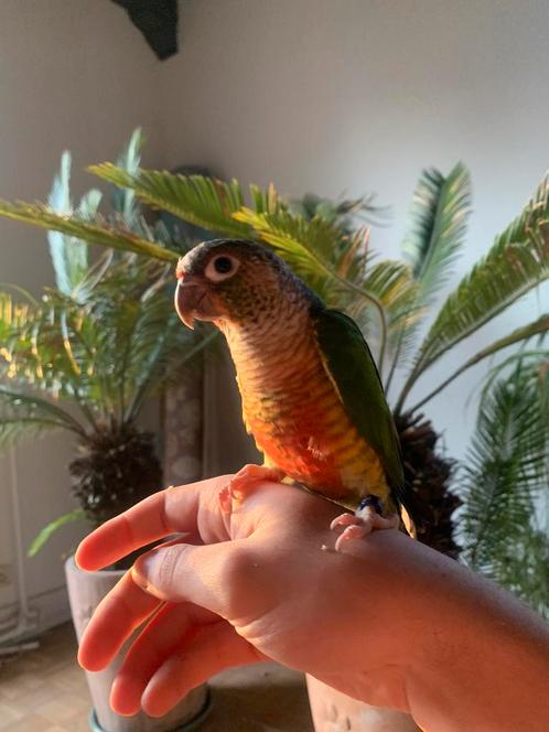 Perroquet conure élevée à la main, Animaux & Accessoires, Oiseaux | Perruches & Perroquets, Perroquet, Plusieurs animaux, Domestique