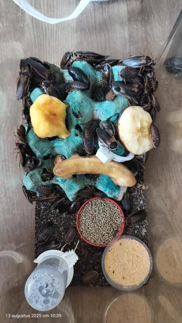 Kakkerlakken Blaptica dubia, eigen kweek, liefst afhalen  beschikbaar voor biedingen