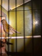 Fife fancy/zwartkopsijs pop, Dieren en Toebehoren