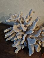 groot koraal, Verzamelen, Mineralen en Fossielen, Ophalen