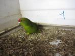 kakariki's, Dieren en Toebehoren, Vogels | Parkieten en Papegaaien, Meerdere dieren, Parkiet