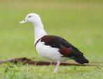 Diverse soorten eenden, ganzen en zwanen, Meerdere dieren