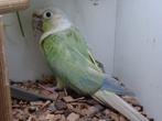 mint violet split opaline/cinnamon man, Dieren en Toebehoren, Mannelijk