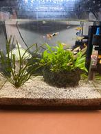 Guppy’s jongen, Dieren en Toebehoren, Vis, Zoetwatervis, Schoolvis