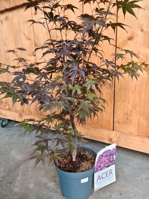 Acer Palmatum 'Bloodgood', Tuin en Terras, Planten | Tuinplanten, Halfschaduw, Ophalen