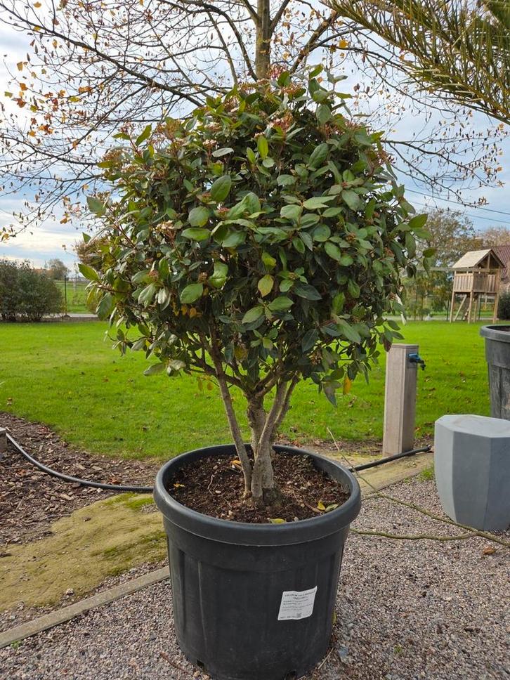 Viburnum Tinus meerstam, Tuin en Terras, Planten | Bomen, Halfschaduw, Ophalen