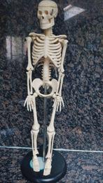 Anatomisch menselijk skelet, Diversen, Ophalen