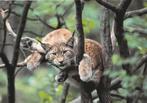 LYNX  IN  BOOM, Verzenden, Ongelopen, Wild dier