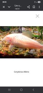 Corydoras albino locatie maastricht