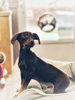 Heel lief pinscher pupje beschikbaar, Dieren en Toebehoren, Honden | Bulldogs, Pinschers en Molossers, België, CDV (hondenziekte)