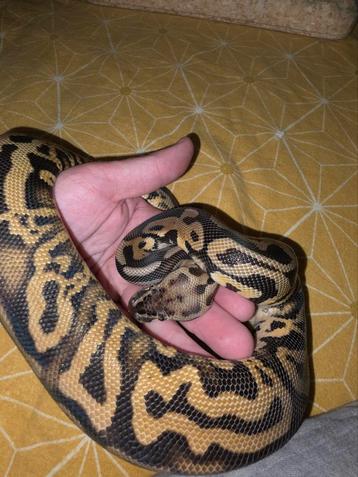 Zeer mooie mannelijke pastel leopard het pied koningspython beschikbaar voor biedingen