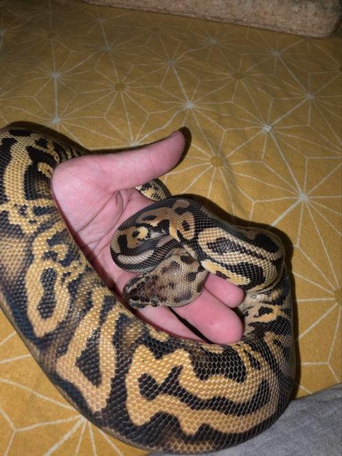 Zeer mooie mannelijke pastel leopard het pied koningspython, Dieren en Toebehoren, Reptielen en Amfibieën, Slang, 0 tot 2 jaar