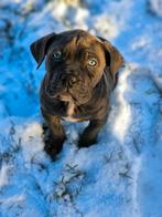 Belgische ,stoere Cane Corso pups te koop, Dieren en Toebehoren, België, Overige rassen, 8 tot 15 weken, Meerdere
