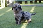 Prachtige mini doodle pup (4-5kg), Dieren en Toebehoren, België, Overige rassen, CDV (hondenziekte), 8 tot 15 weken