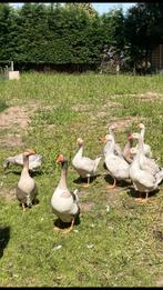 Jonge ganzen, Dieren en Toebehoren