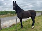 Kwpn merrie, Dieren en Toebehoren, Paarden, Merrie, Gechipt, Zadelmak, 160 tot 165 cm