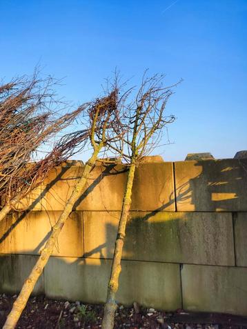 2x Acer campestre (veldesdoorn) 14-16 kluit. beschikbaar voor biedingen