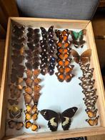 Prachtige collectie opgezette vlinders, Verzamelen, Ophalen, Overige soorten