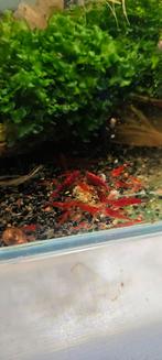 Vuurgarnalen Neocaridina, Dieren en Toebehoren, Vissen | Aquariumvissen