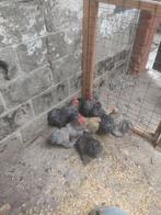 Cochin hanen, Dieren en Toebehoren, Pluimvee, Mannelijk, Kip