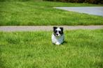 Prachtige Biewer Yorkshire pup, CDV (hondenziekte), Meerdere, 8 tot 15 weken, België