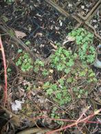 Geraniums in grotere pot, Vaste plant, Halfschaduw, Zomer, Ophalen