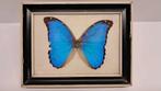 Morpho bleu naturalisé – envergure 14 cm, Enlèvement, Utilisé, Insecte, Animal empaillé